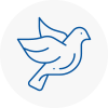 Bird Prevention Saltash