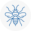Saltash Hornet Nest Removals