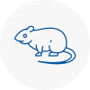 Rat Control Saltash