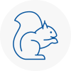 Saltash Rodent Removals