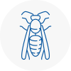 Saltash Wasp Nest Removal
